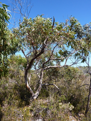 Mallee Manna Gum (Eucalyptus arcana)