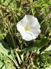 Calystegia subacaulis