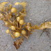 Sargassum paradoxum - Photo (c) Helen Schofield,  זכויות יוצרים חלקיות (CC BY-NC), הועלה על ידי Helen Schofield
