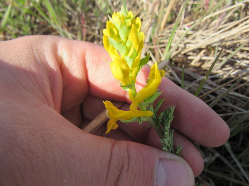Corydalis curvisiliqua ssp. grandibracteata
