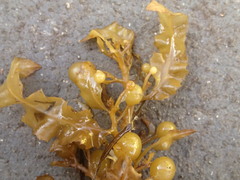 Sargassum paradoxum