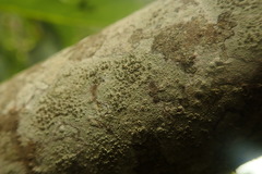 Lecanora argentata