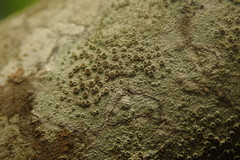 Lecanora argentata