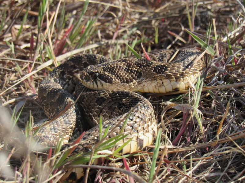 Plains Hognose Snake in April 2020 by Jared Gorrell · iNaturalist