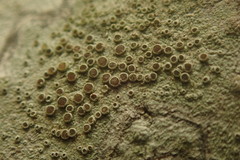 Lecanora argentata