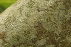 Lecanora argentata
