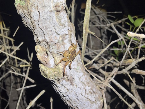 Mangrove tree-dwelling crab