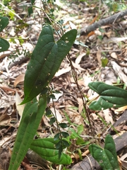 Dioscorea transversa