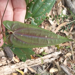 Dioscorea transversa