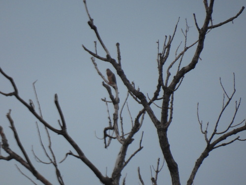 Featured image for “Mourning Dove”
