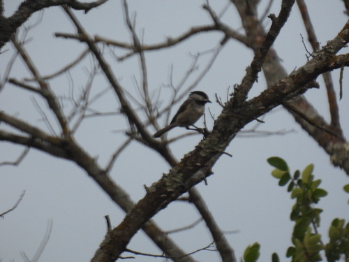 Featured image for “Carolina Chickadee”