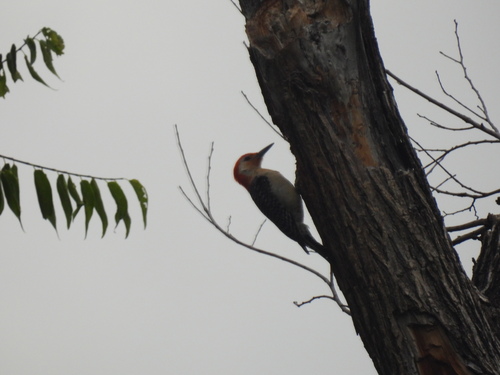 Featured image for “Red-bellied Woodpecker”