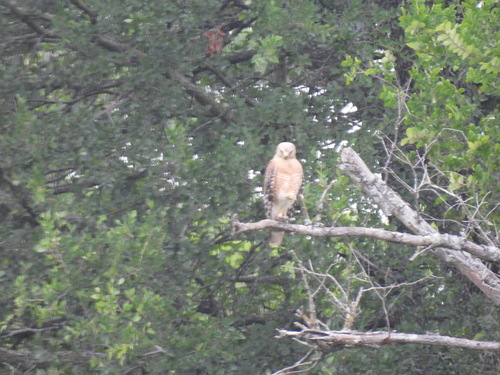 Featured image for “Red-shouldered Hawk”