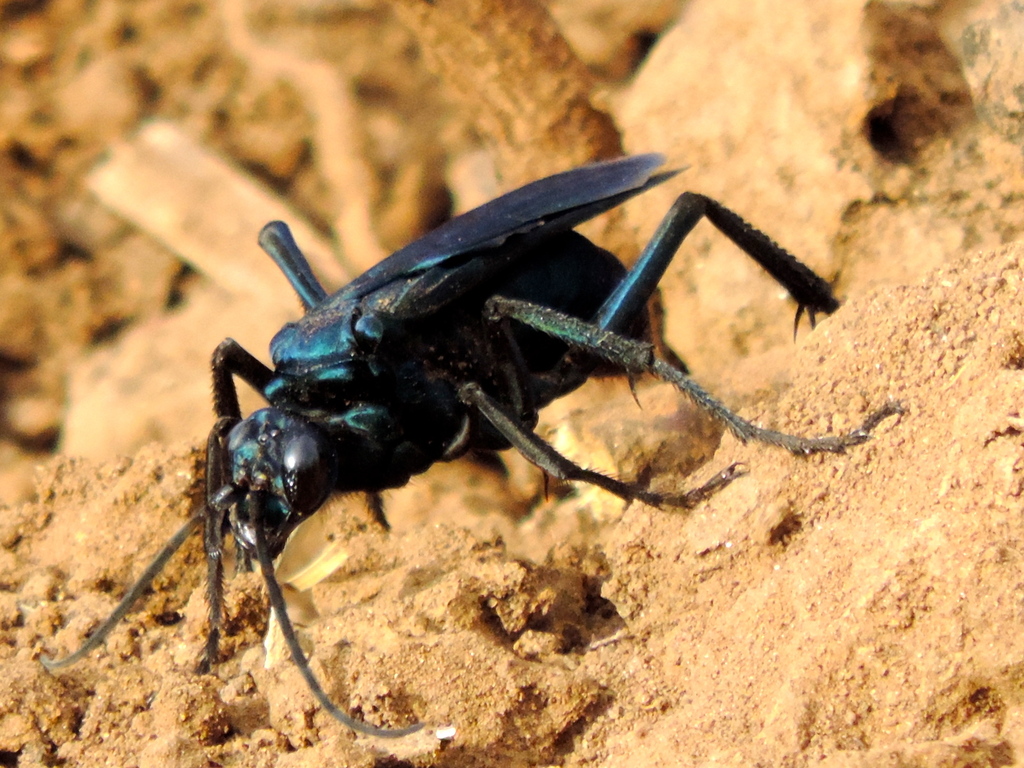 Mexican Tarantula-hawk Wasp (Pepsis mexicana) · iNaturalist