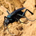Mexican Tarantula-hawk Wasp - Photo (c) Francisco Farriols Sarabia, some rights reserved (CC BY), uploaded by Francisco Farriols Sarabia