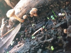 Pholiota subflammans