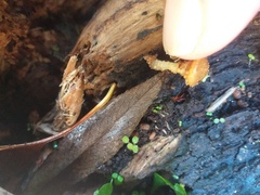 Pholiota subflammans