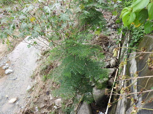 Phyllanthus acuminatus, 2026-06-18