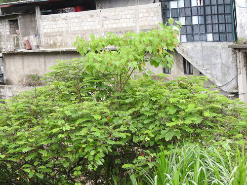 Senna reticulata, photograph 1