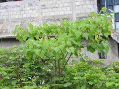 Croton draco, photograph (c) Alexis López Hernández, some rights reserved (CC BY)