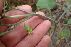 Physalis pumila