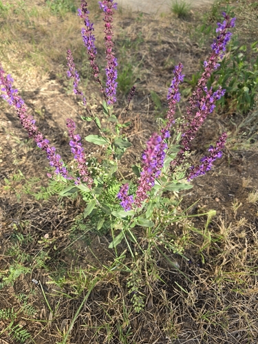 Наблюдение на iNaturalist