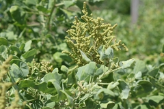 Chenopodium oahuense, photograph author not stated, no rights reserved