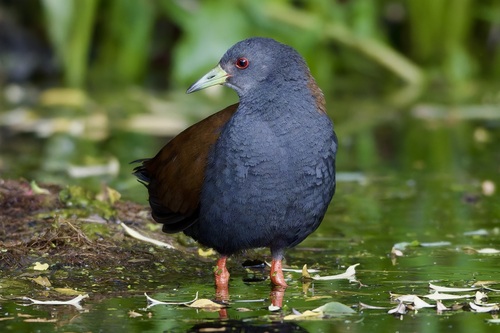 Black-tailed Crake (Zapornia bicolor), photo 9