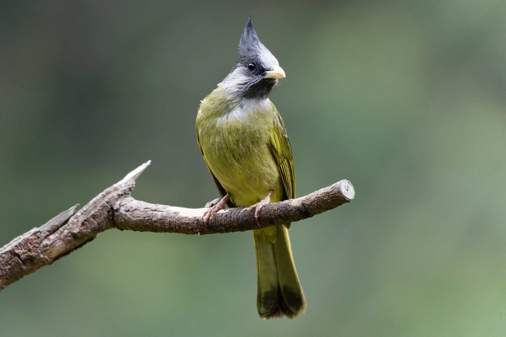 Crested Finchbill (Spizixos canifrons), photo 4