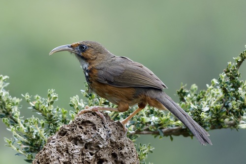 Black-streaked Scimitar Babbler (Erythrogenys gravivox), photo 7