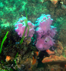 Pyura spinifera