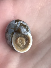 Allogona ptychophora