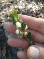 Acacia hispidula