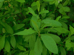 Oemleria cerasiformis