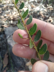 Acacia hispidula