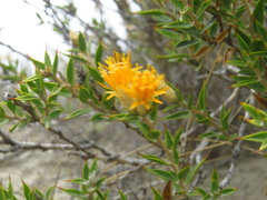 Chuquiraga avellanedae