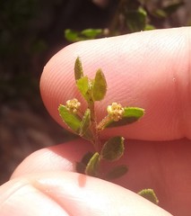 Acacia hispidula