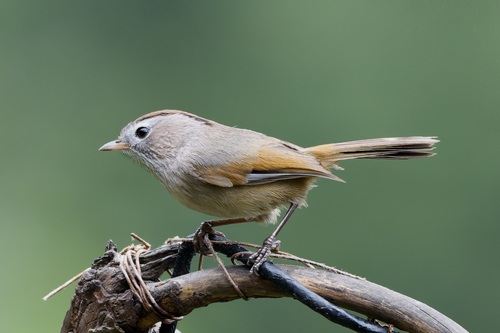 Spectacled Fulvetta (Fulvetta ruficapilla), photo 8