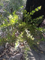 Acacia hispidula