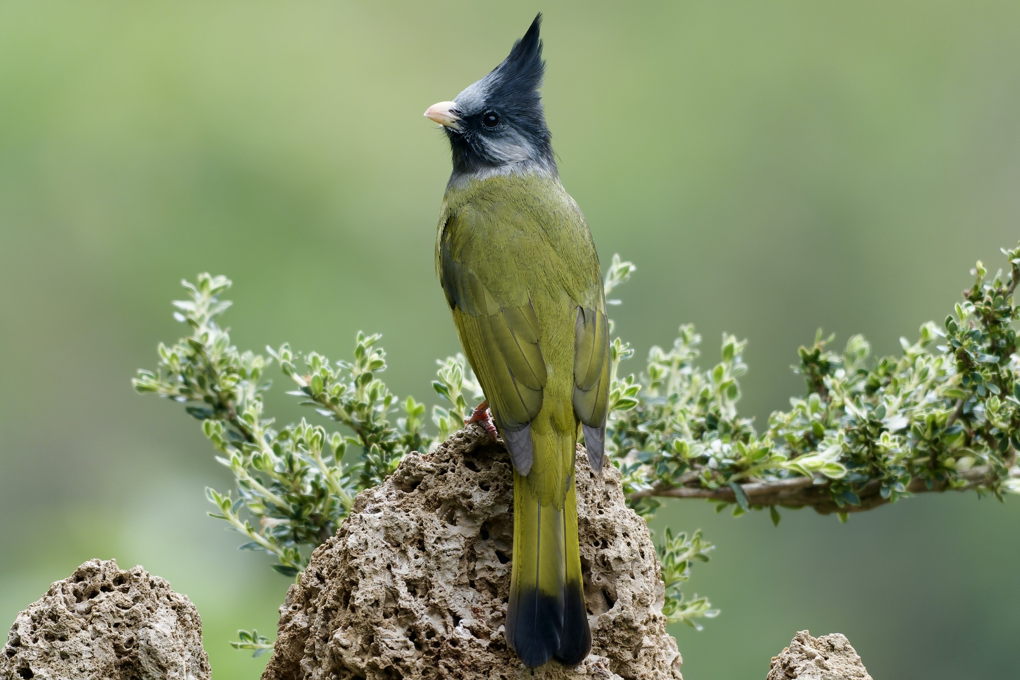Crested Finchbill (Spizixos canifrons), photo 5