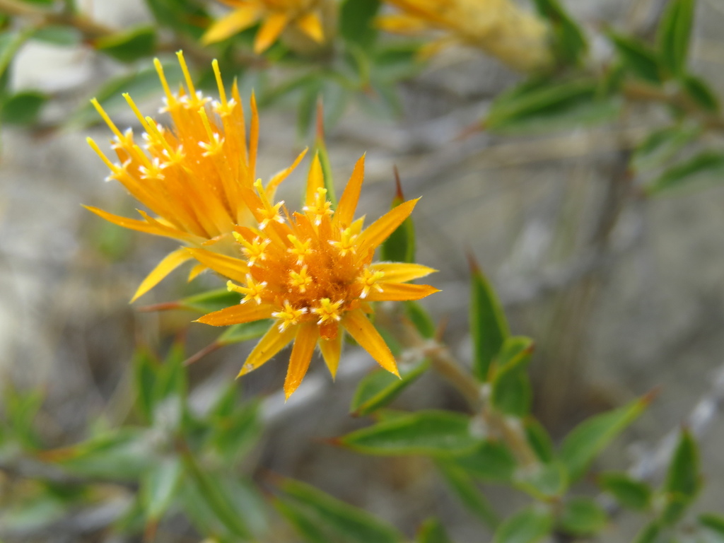Chuquiraga avellanedae