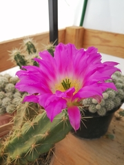 Echinocereus cinerascens