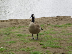 Branta canadensis