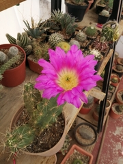 Echinocereus cinerascens