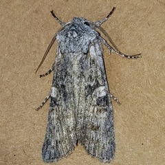 Lithophane pertorrida