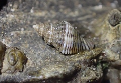 Paciocinebrina gracillima