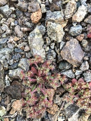 Chorizanthe aphanantha