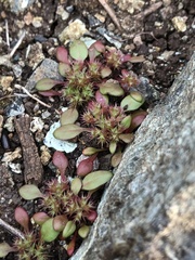 Chorizanthe aphanantha