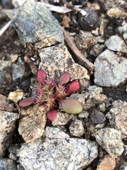 Chorizanthe aphanantha