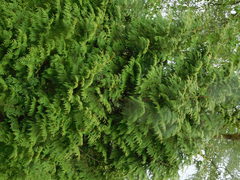 Thuja plicata
